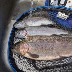 スプーン中心の釣果